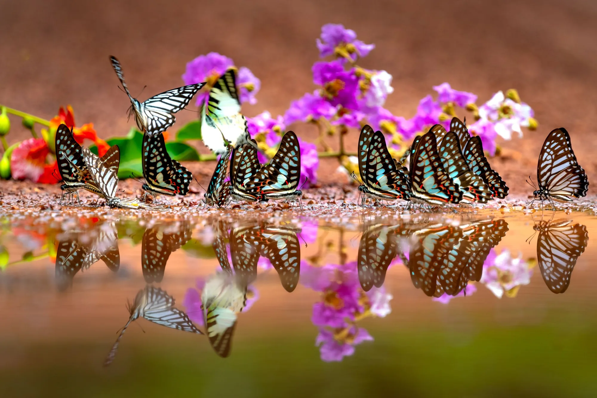 A group of butterflies gathered together at the water's edge beside purple flowers, reflected in the still water