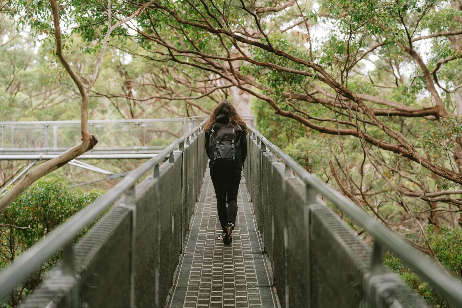 A woman walking along a treetop walkway through tall gum trees in Walpole, Western Australia